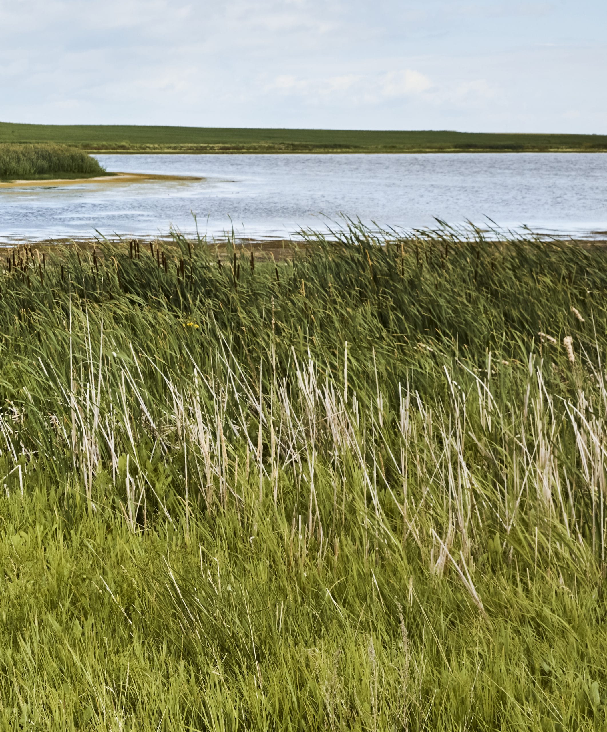 grasslands with water in the background