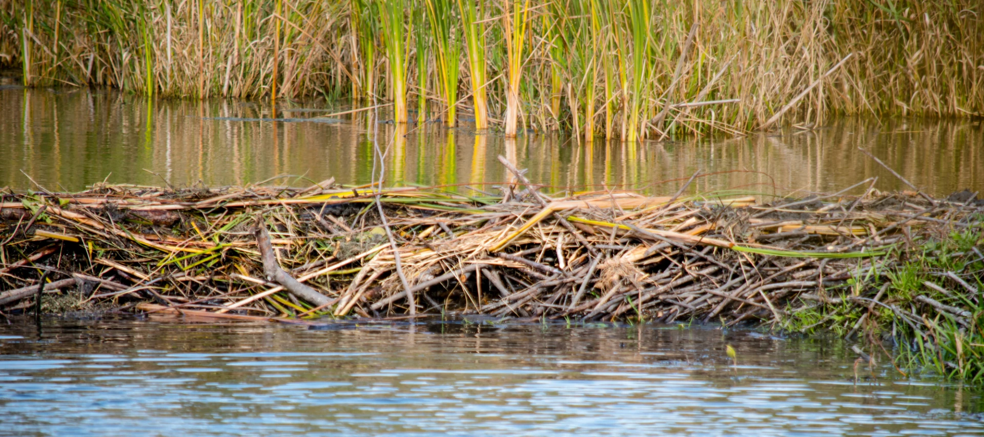 a beaver dam restricting a water body