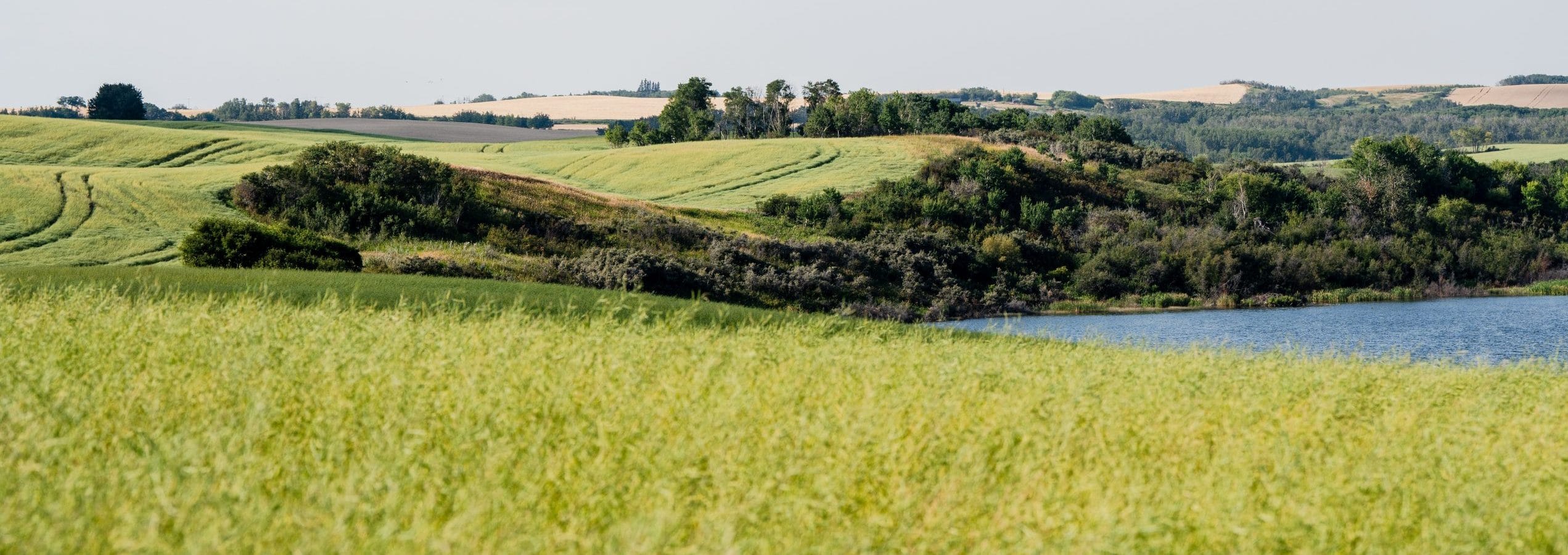 Farm field with a body of water in the background